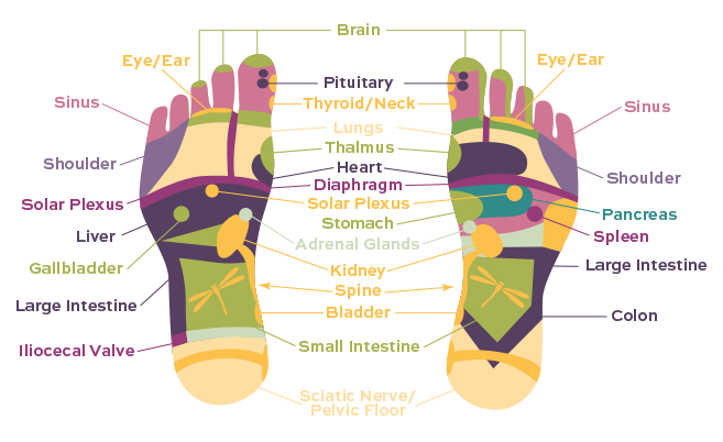 Reflexology Chart